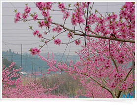 �������ʎ����@���̉�